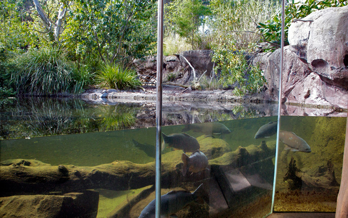 Mock earth banks in the Hippo home at Melbourne Zoo