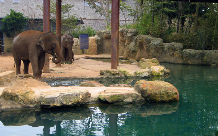 Elephant Pool - Taronga Zoo