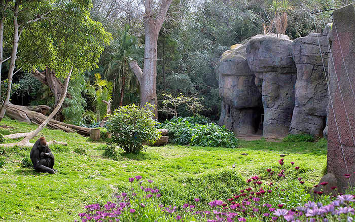 Rock work used to disguise the Gorilla night dens - Melbourne Zoo